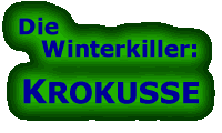 Die Winterkiller: Krokusse