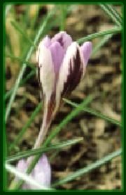 crocus imperati